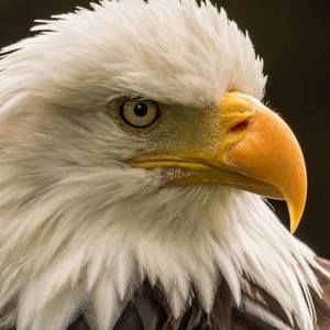 Meet your Posher, Nicholas